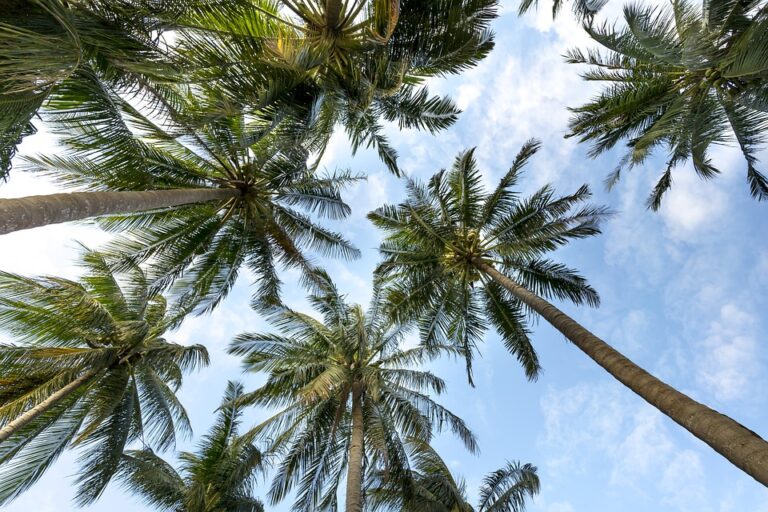 Why is Palm Oil So Bad?