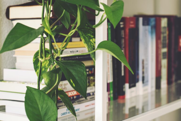 study bookcase photo