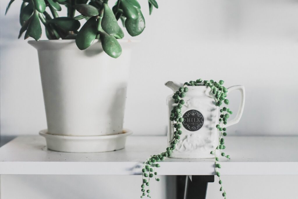 string of pearls houseplant