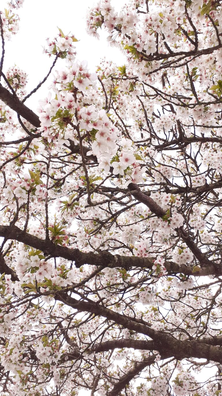 spring white blossom