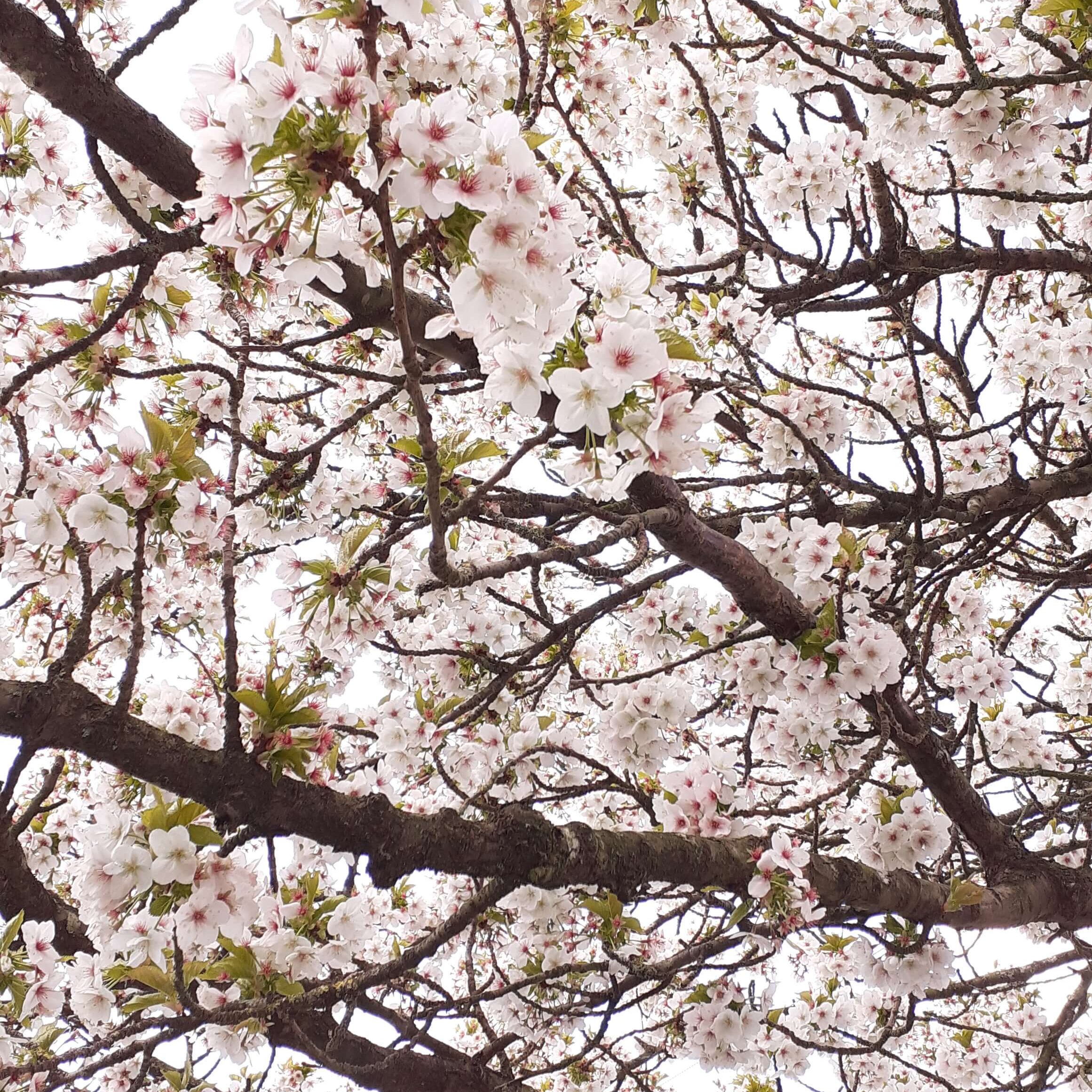 spring white blossom