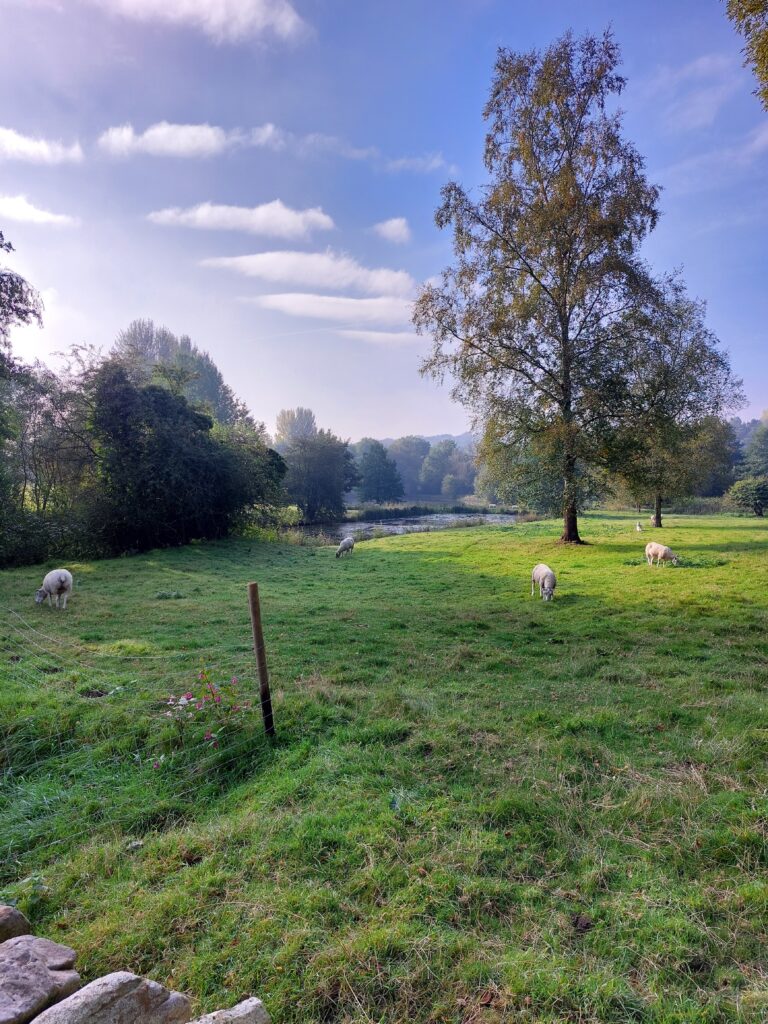 Green field with sheep grazing and a lake and trees in the background