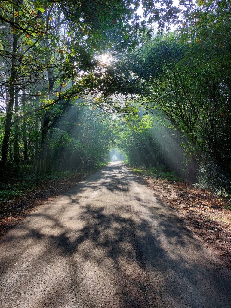 An empty road surrounded by trees and sunlight streaming through the trees on a mindful walk