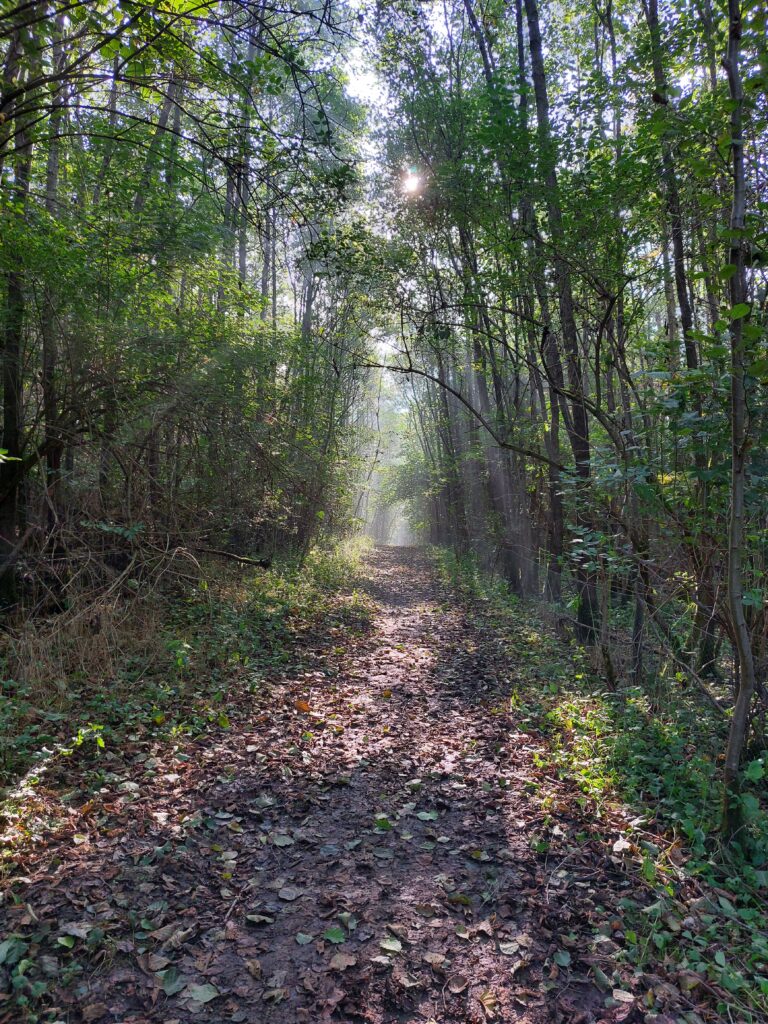 A footpath through a forest. Sunlight streaming through the trees.