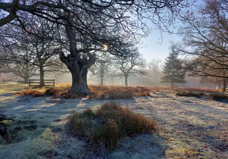 sunny frosty countryside morning at bradgate park